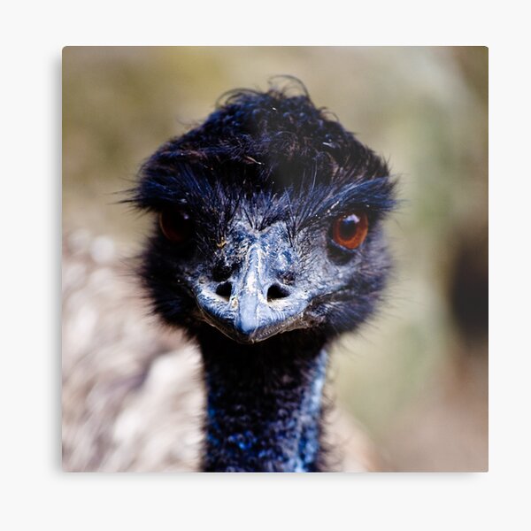 Emu Metal Print