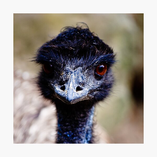Emu Photographic Print
