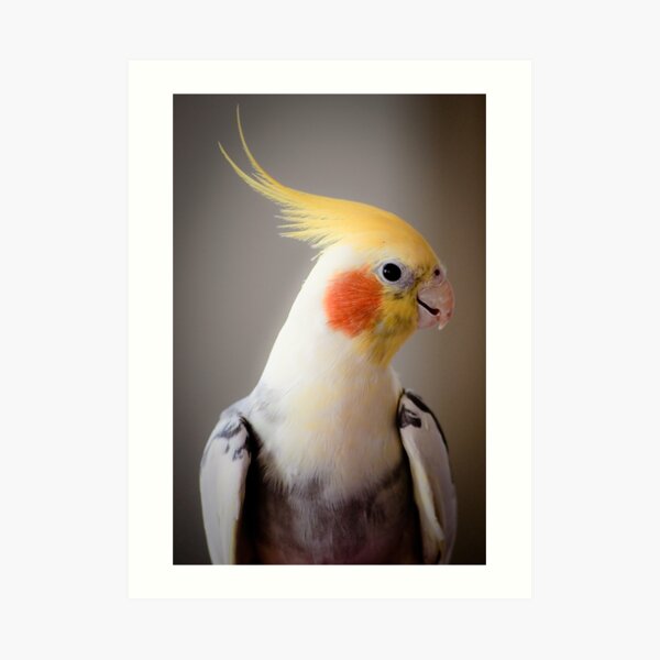 Daisy (or Dave?) Art Print