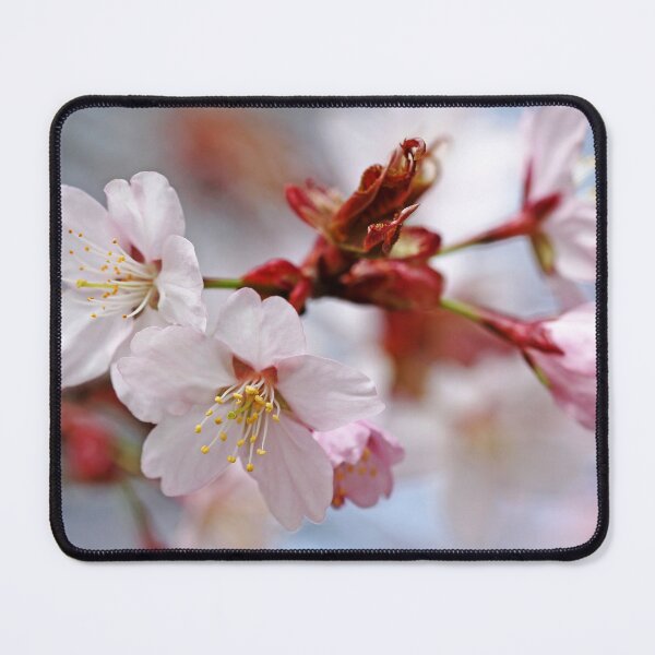 Item preview, Sargent's Cherry Blossoms designed and sold by Debbie Oppermann.