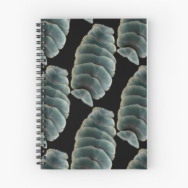 Item preview, Chiton designed and sold by ambrosia-mack.