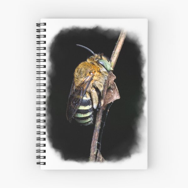 Item preview, A gorgeous banded bee (Amegilla sp) sleeping on a branch! designed and sold by AvonPerception.