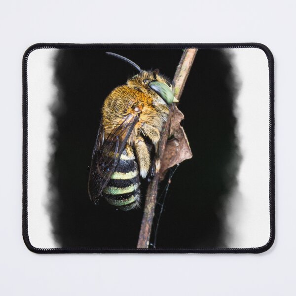 Item preview, A gorgeous banded bee (Amegilla sp) sleeping on a branch! designed and sold by AvonPerception.