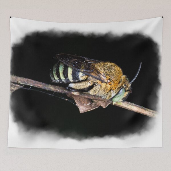 Item preview, A gorgeous banded bee (Amegilla sp) sleeping on a branch! designed and sold by AvonPerception.