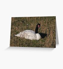 Black-Necked Swan Greeting Card