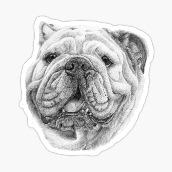 English bulldog Sticker