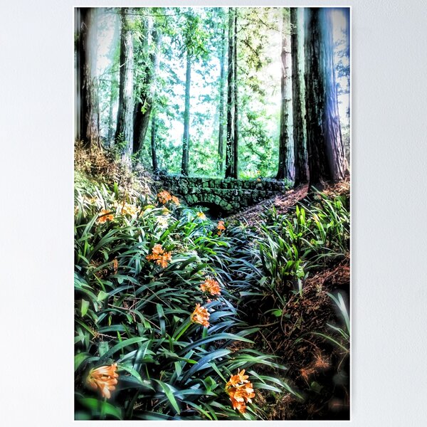 Item preview, Redwood Trees designed and sold by savapavo.