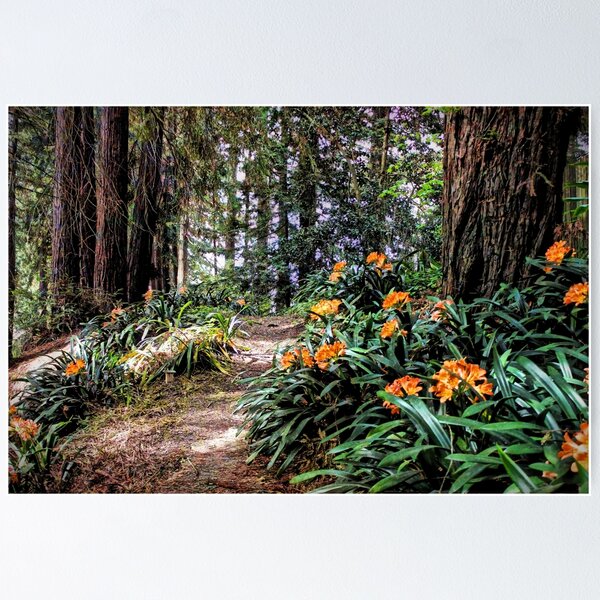Item preview, Redwood Forest designed and sold by savapavo.