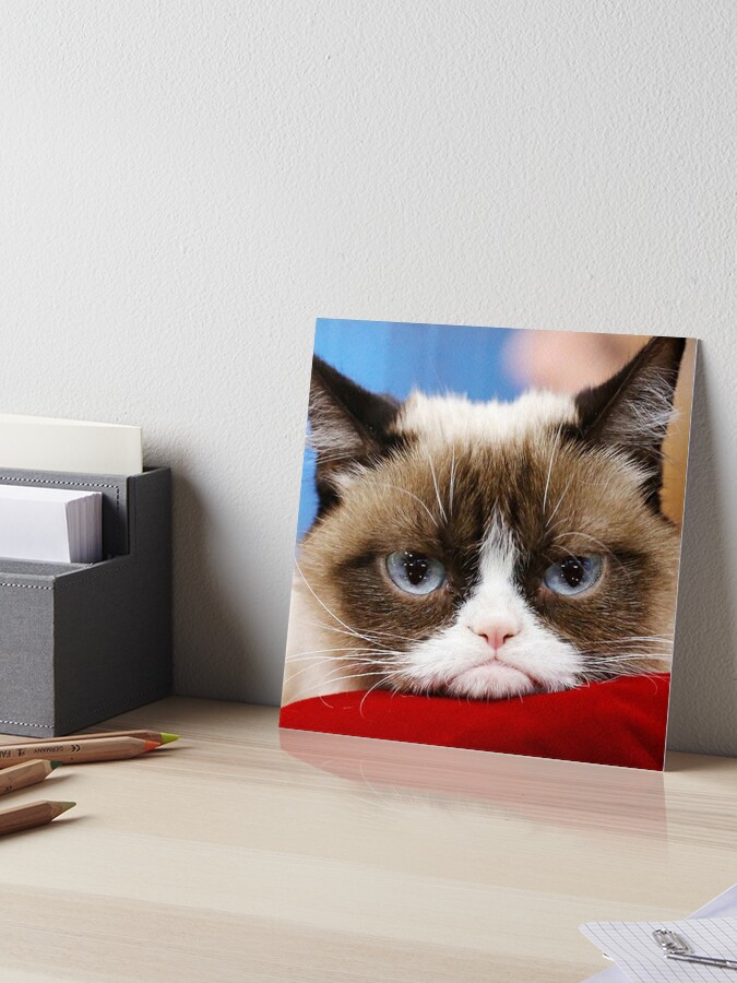 Grumpy Cat Cardboard Sign - Imgflip