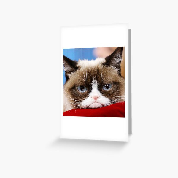 Angry furry cartoon cat. Cute grumpy cat for prints, design, cards