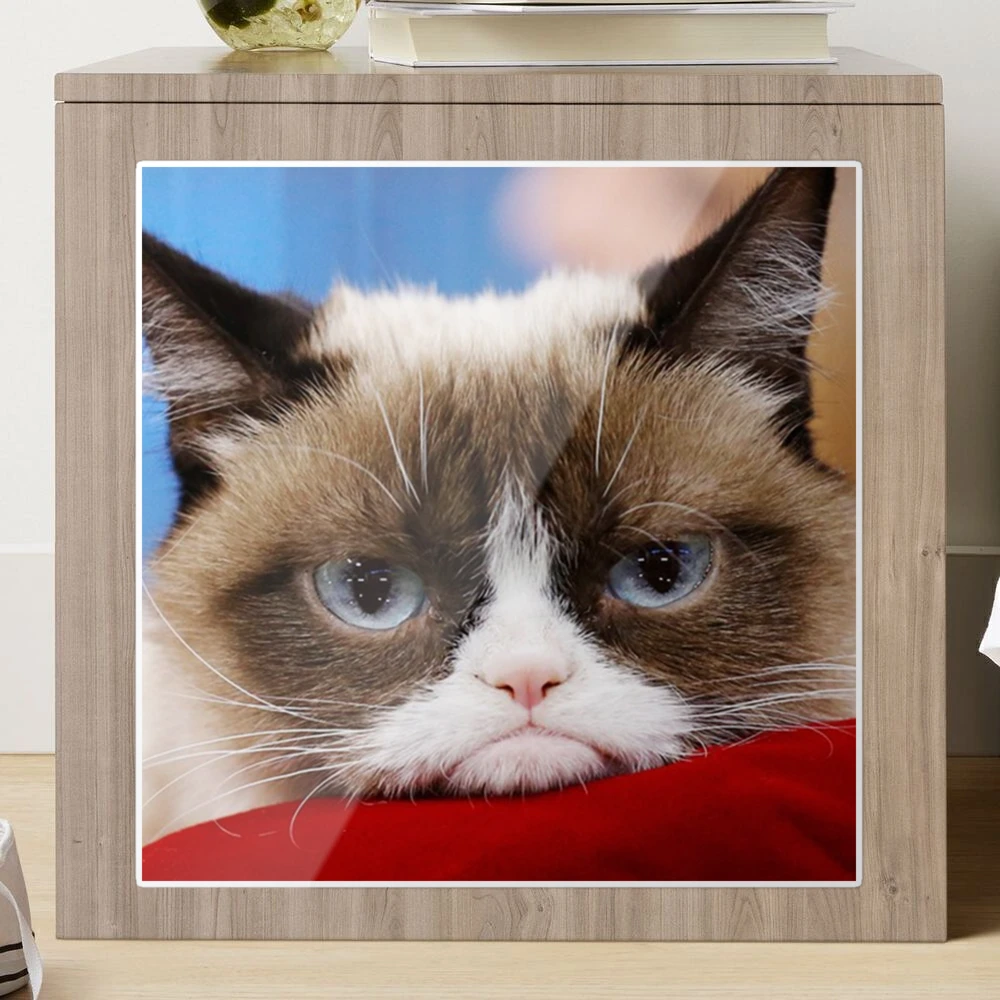 Cat Shitpost meme Art Board Print for Sale by Season's Store