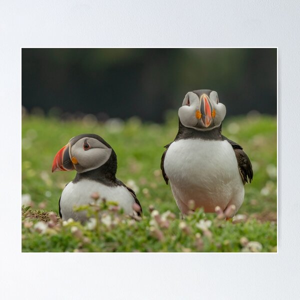 Item preview, Puffin Pair. designed and sold by JoHackman.