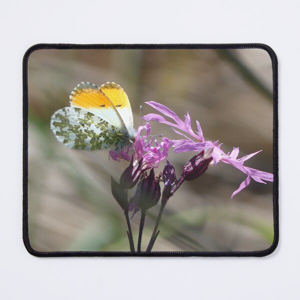 Item preview, Orange Tip on Ragged Robin designed and sold by Merlin13.