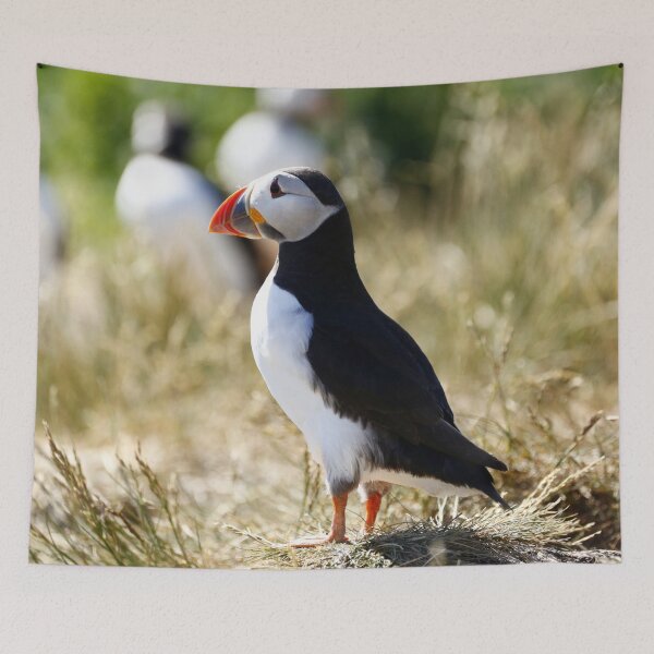 Artikelvorschau, Papageientaucher blickt aufs Meer entworfen und verkauft von MartinPhotos.
