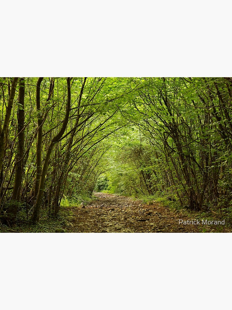 Forest path by patmo