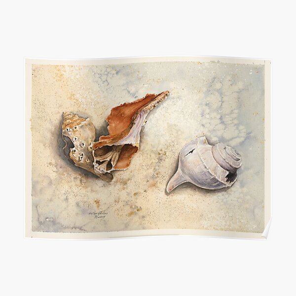 Shells at Water's Edge Poster