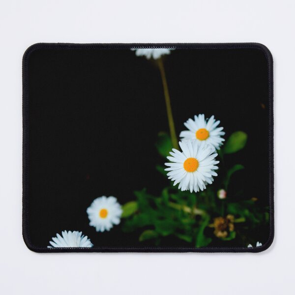 Item preview, White chamomiles on black background designed and sold by olena2552.