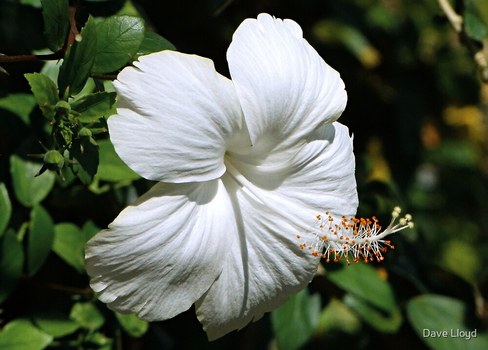 "White Hibiscus" by Dave Lloyd Redbubble