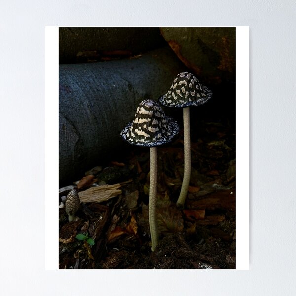 Item preview, Hongos designed and sold by Myshkyn.