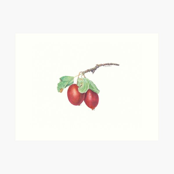 Crab apples Art Print