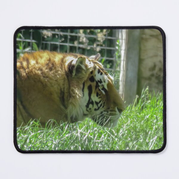 Item preview, A Tiger Glowing In The Sun. designed and sold by Scarlett Miller.