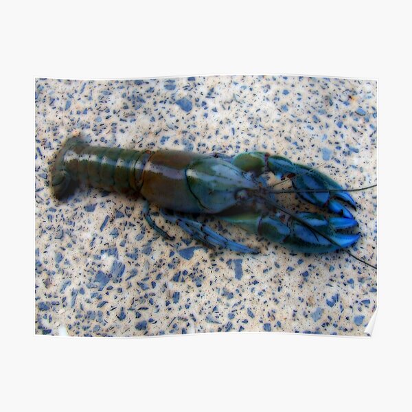 "Yabbie" Poster