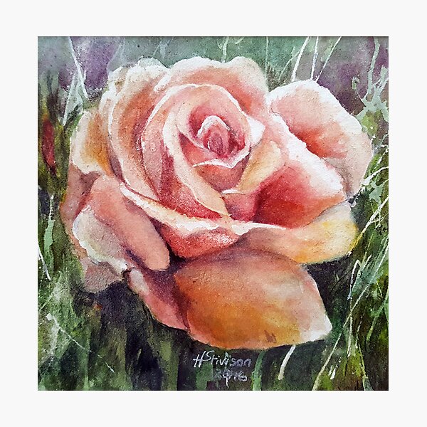 Wild Rose at the Edge of the Meadow Photographic Print