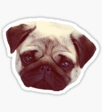 Little Pug Sticker