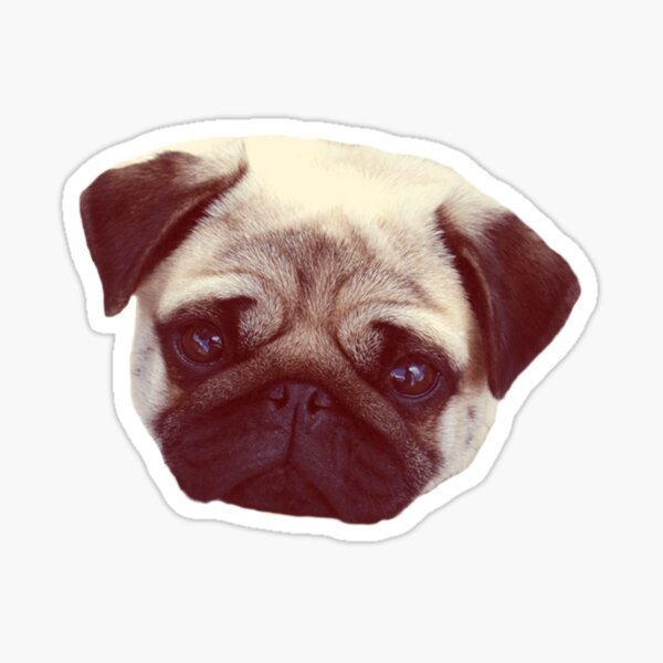 Little Pug Sticker