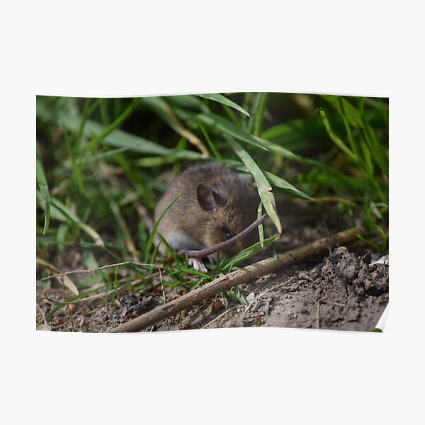 Posters Peque C3 B1o Rat C3 n Redbubble