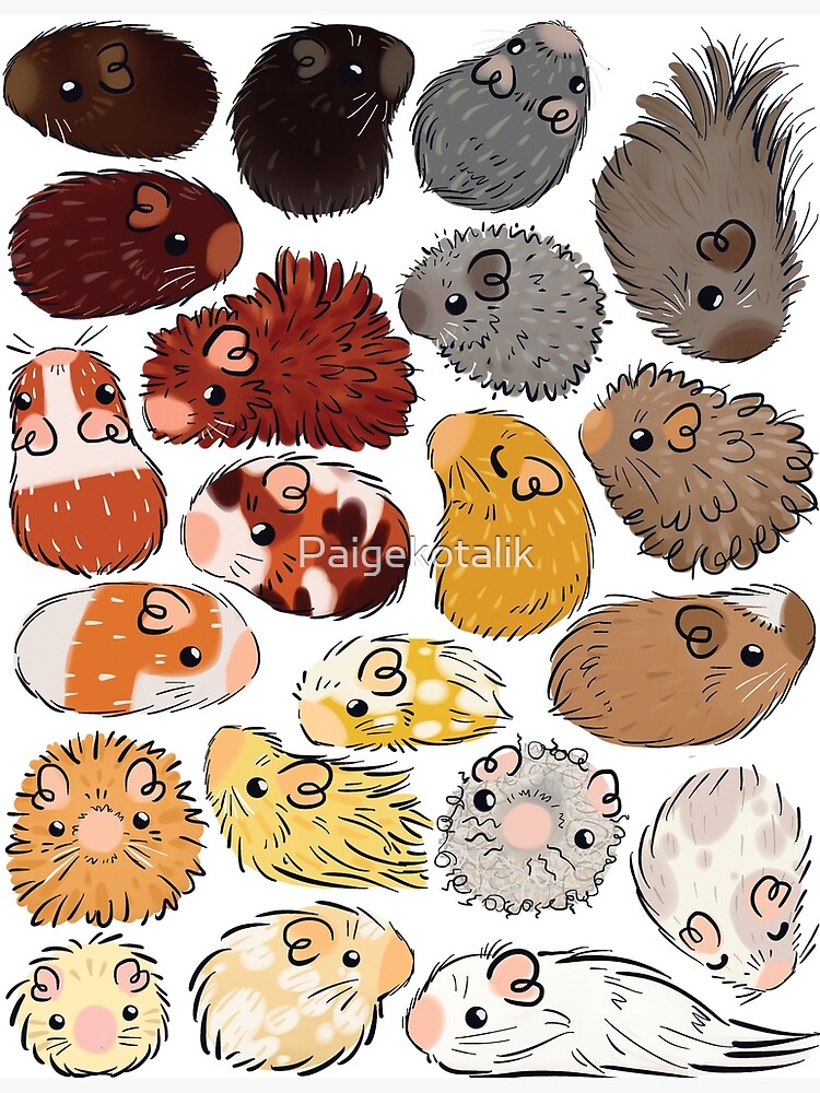 Guinea Pig Gradient by Paigekotalik
