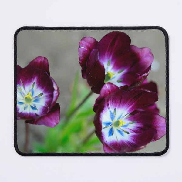 Item preview, Purple tulips on nature background designed and sold by olena2552.