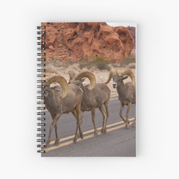 Big horn sheep. Spiral Notebook