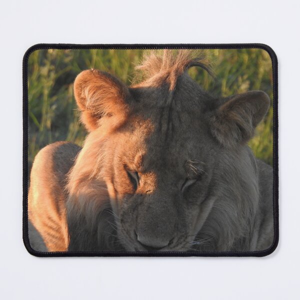 Item preview, Sleepy young lion designed and sold by Faunagraphy360.