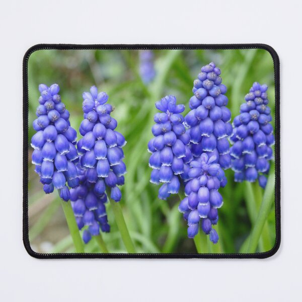 Item preview, Bluebells designed and sold by Evergreen365.