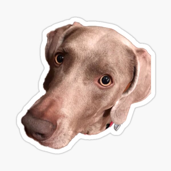 Weimaraner Stickers for Sale, Free US Shipping