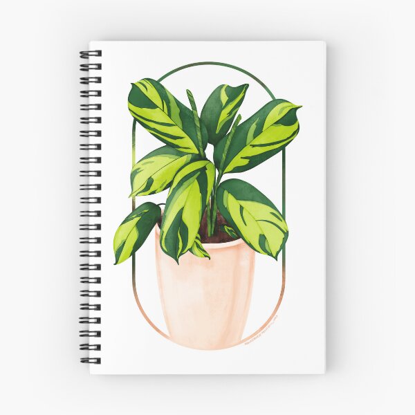 Item preview, Ctenanthe Lubbersiana  designed and sold by Abundance  Aesthetic.