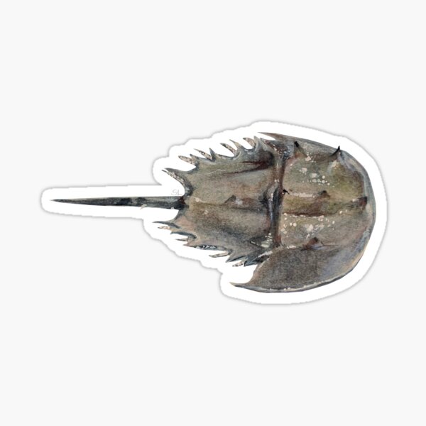 Item preview, Horseshoe Crab designed and sold by ShellLegAndWing.
