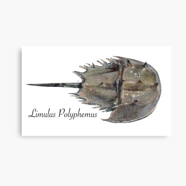 Atlantic Horseshoe Crab - Signed Fine Art Print - inkart