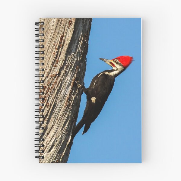 Item preview, Pileated Woodpecker 1 designed and sold by Jeffrey Mask.