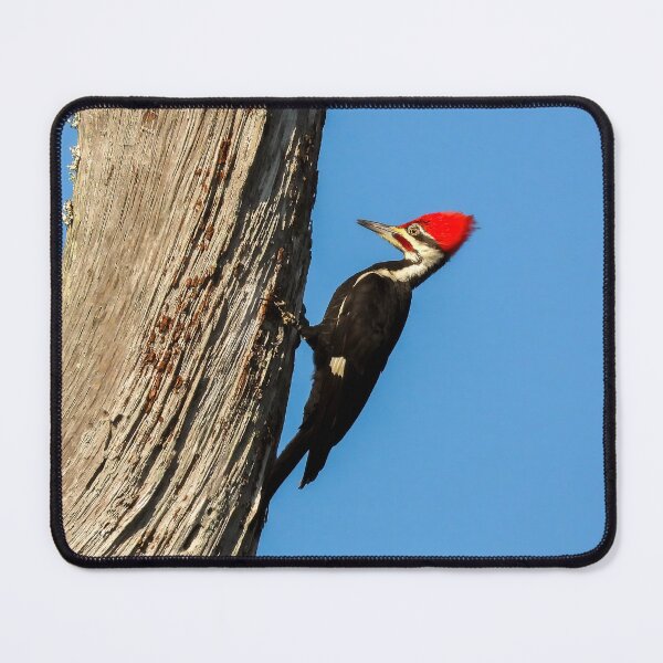 Item preview, Pileated Woodpecker 1 designed and sold by Jeffrey Mask.