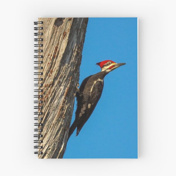 Item preview, Pileated Woodpecker 2 designed and sold by Jeffrey Mask.