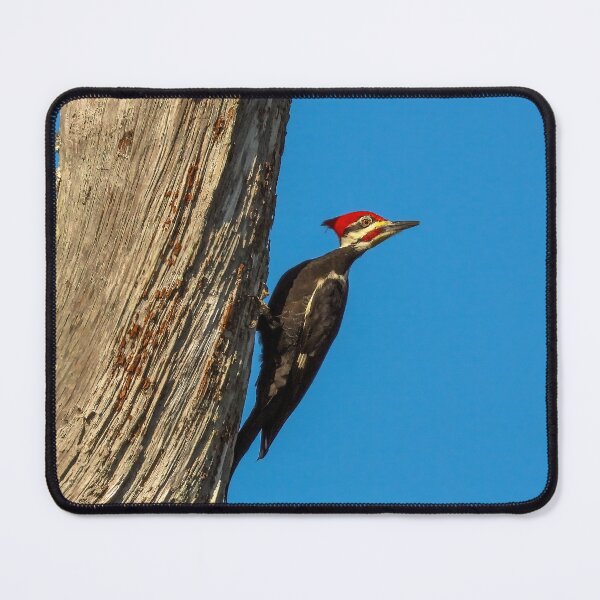 Item preview, Pileated Woodpecker 2 designed and sold by Jeffrey Mask.