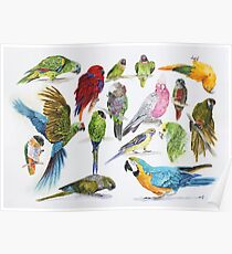 Lots of colorful parrots Poster