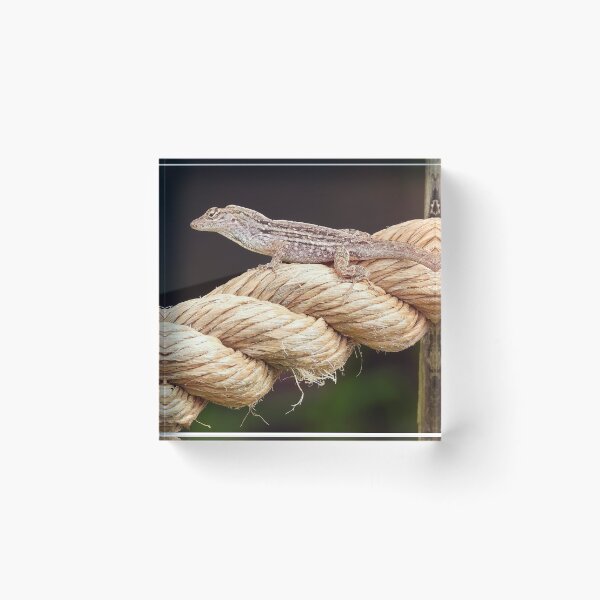 Item preview, Anole 2 designed and sold by Jeffrey Mask.