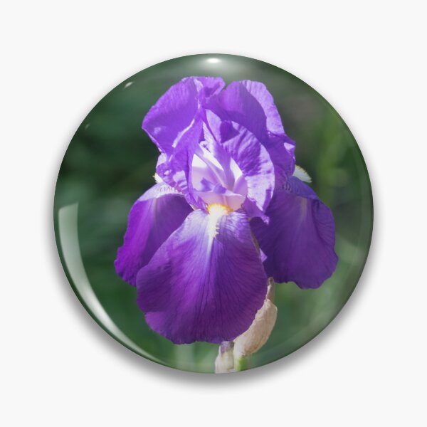 Item preview, Single Amethyst Purple German Iris Bloom designed and sold by Georgia Mizuleva.