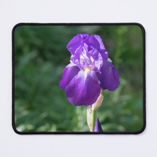 Item preview, Single Amethyst Purple German Iris Bloom designed and sold by Georgia Mizuleva.