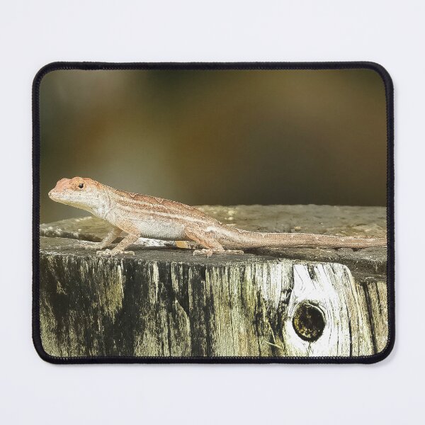 Item preview, Anole 3 designed and sold by Jeffrey Mask.