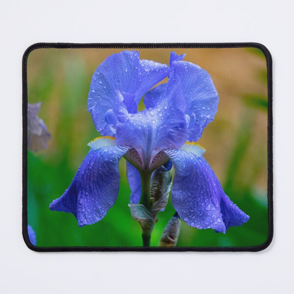 Aperçu de l'œuvre Fleur d'iris bleu créée et vendue par annasofia.
