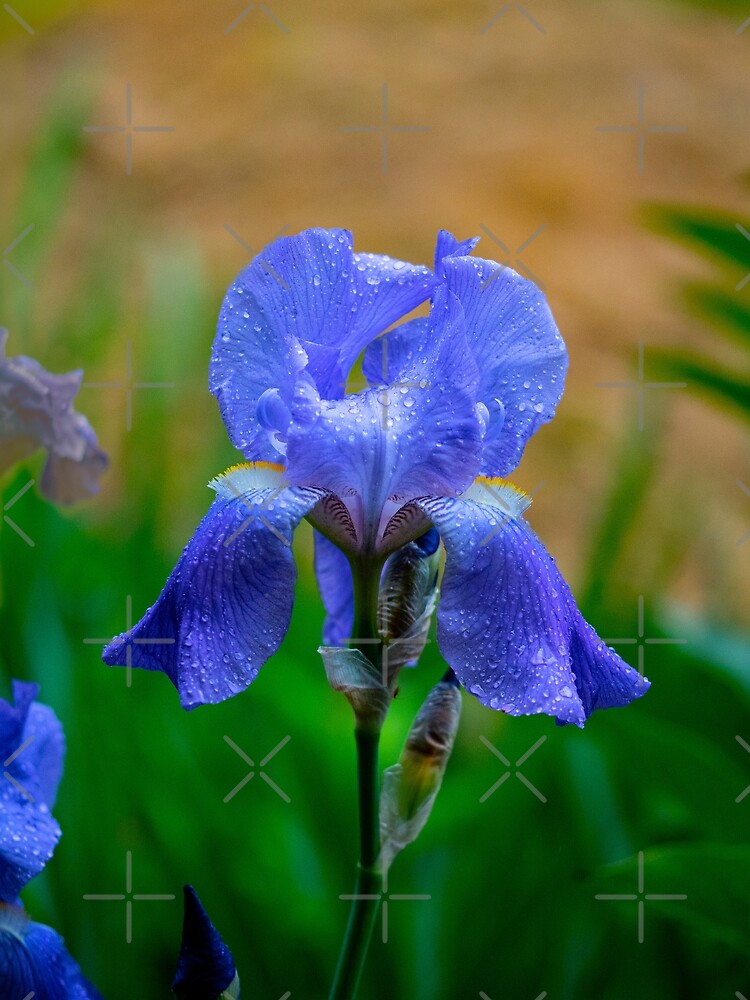 Poster Blue iris 